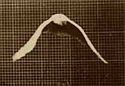 Eadweard Muybridge. Animal Locomotion, plate 762. Flying Cockatoo, 1887. &copy;California Historical Society