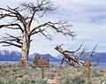 Snag in endangered species enclosure, Nevada Beach, Stateline, Nevada.
