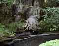 Streamside