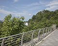 Goat Island flora. Niagara Falls State Park. Niagara Falls, NY