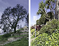 oakland rephotography